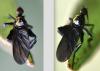 Empis pennipes
